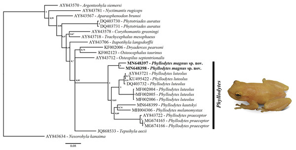 Phylogenetic relationship of genus Phyllodytes through 16S mitochondrial rRNA fragment gene (791 bp).