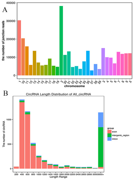 Deep sequencing of circRNAs in Kazakh cattle and Xinjiang brown cattle.