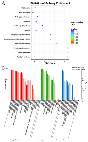 KEGG and GO enrichment analyses of target genes in muscle tissue.