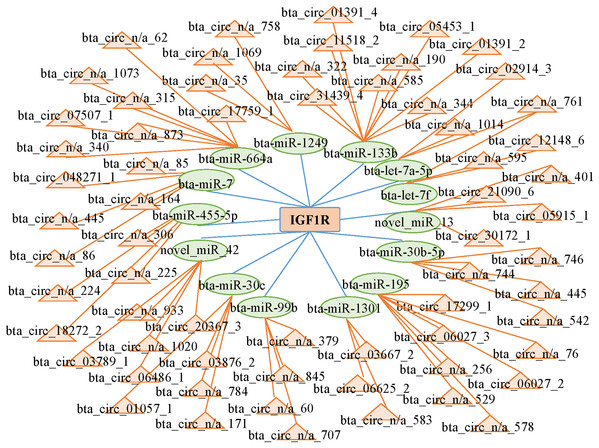 Network of interactions between circRNAs and miRNAs based on the miRanda program.