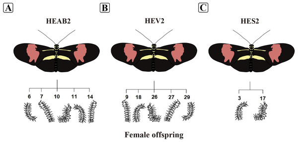 Illustration of Heliconius erato phyllis butterflies and caterpillars used in the study.