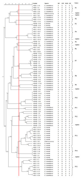 Dendrogram of enterococci isolated from fecal samples of Heliconius erato phyllis caterpillars.
