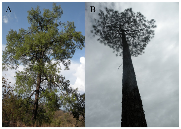 Images from a typical Pinus luzmariae (A) and a Pinus luzmariae hybrid (B).
