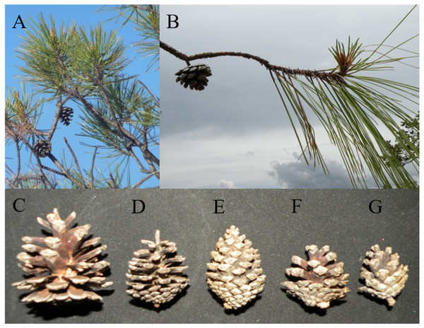 Typical branches, needles and cones of Pinus herrerae and Pinus luzmariae and variation of P. luzmariae cones.