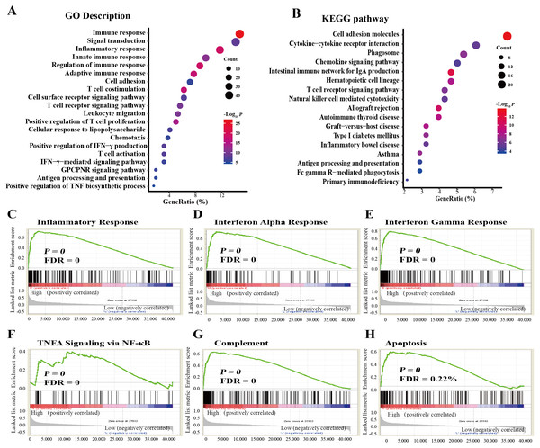 Functional enrichment analysis of FGL2-correlated genes in lung adenocarcinoma.