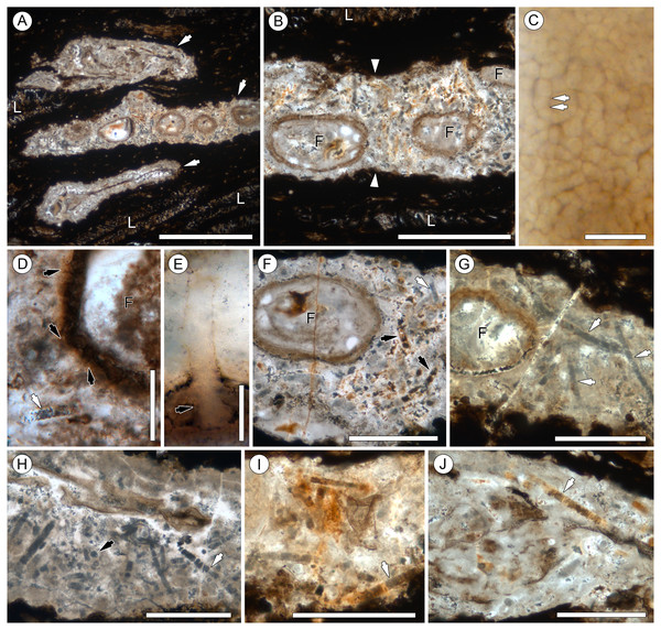 Overview of Endochaetophora antarctica hyphal masses and Palaeolyngbya sp. in permineralized peat.