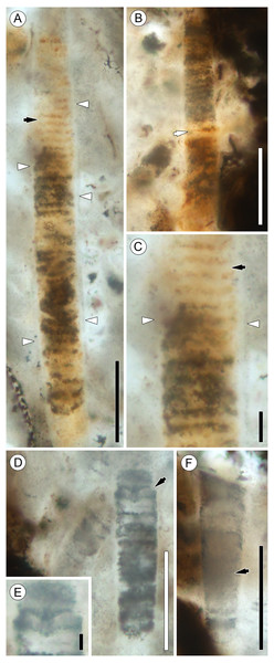 Details of Palaeolyngbya sp. filaments.