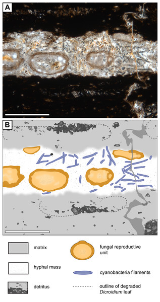 Association of Endochaetophoraantarctica with Palaeolyngbya sp. in permineralized peat.