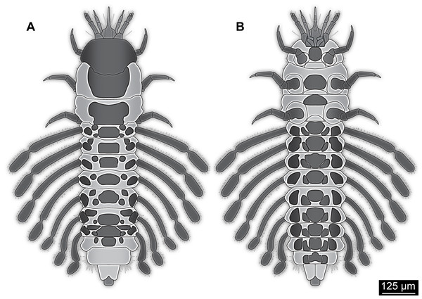 Simplified restoration of new fossil larva.