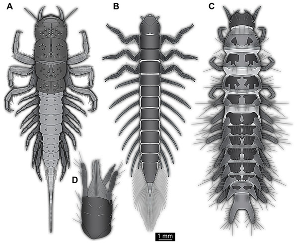 Larvae for comparison, redrawn from the literature.