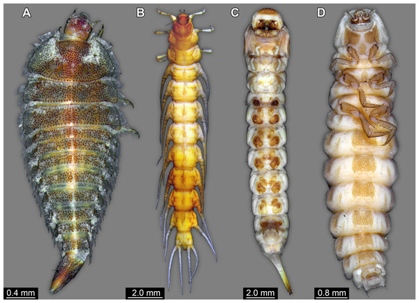 Coleopteran larvae for comparison, composite images.