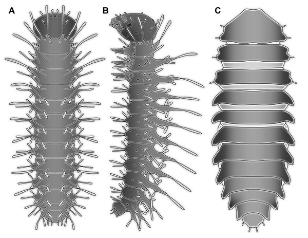 Larvae for comparison, redrawn from the literature.