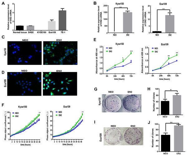 EN2 expression augments the growth and clonogenic abilities of ESCC cell lines.