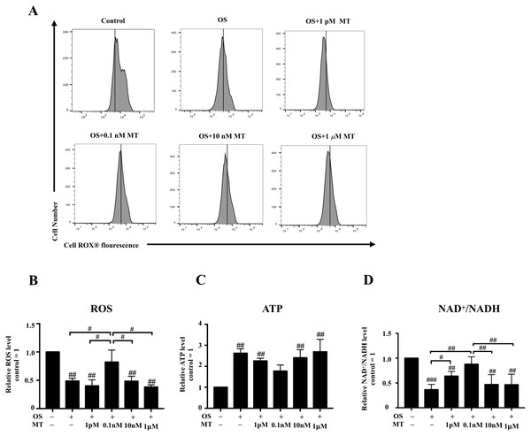Effect of MT on mitochondrial respiratory function in hPDLSCs during osteogenic induction.