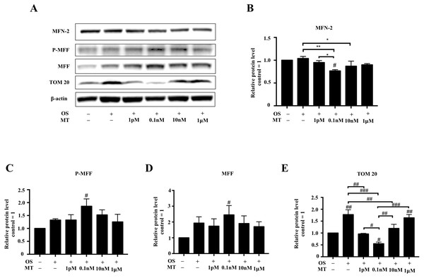 Effect of MT on mitochondrial dynamics within hPDLSCs osteogenic induction.