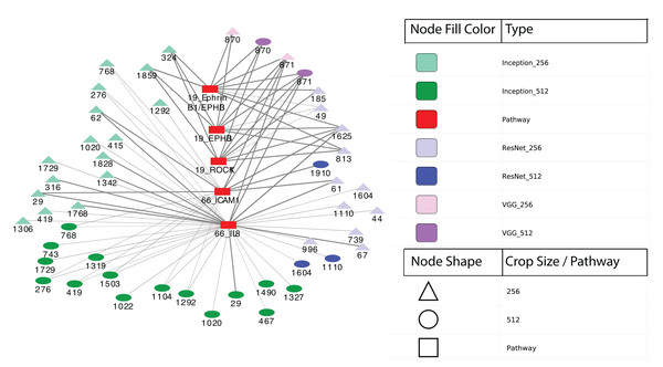 Correlation network between image features and example pathways.