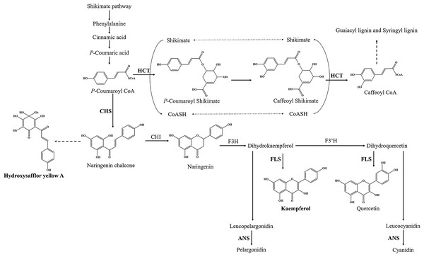 Proposed a part of flavonoid biosynthesis pathway in safflower.