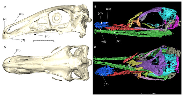 Comparison between the skull of the therizinosaurid Erlikosaurus andrewsi (MPC D-100/111: A and C) and the paravian Halszkaraptor escuilliei (MPC D-102/109: B and D), in left lateral (A and B) and dorsal (C and D) views.
