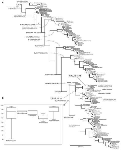 Phylogeny of the tetanuran theropods focusing on maniraptoriforms.