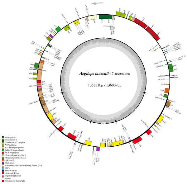 Chloroplast genome map of 17 Aegililops tauschii accessions.