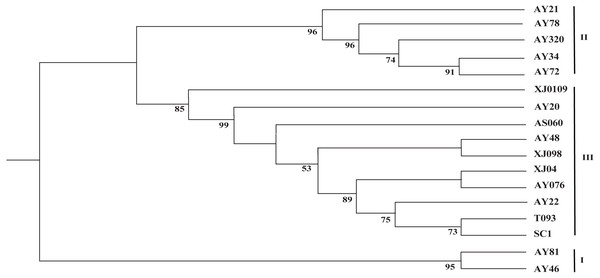 Phylogenetic tree constructed based on the complete chloroplast genomes of 17 Aegililops tauschii accessions by maximum likehood (ML) method.