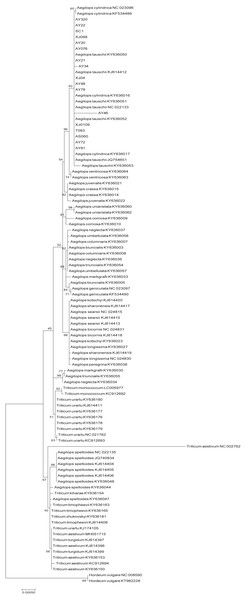 Phylogenetic tree constructed based on the complete chloroplast genomes of 99 Triticeae accessions by maximum likehood (ML) method.