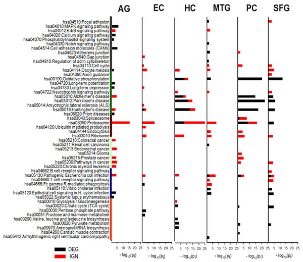 KEGG pathways most enriched in curated DEG and IGN gene sets.