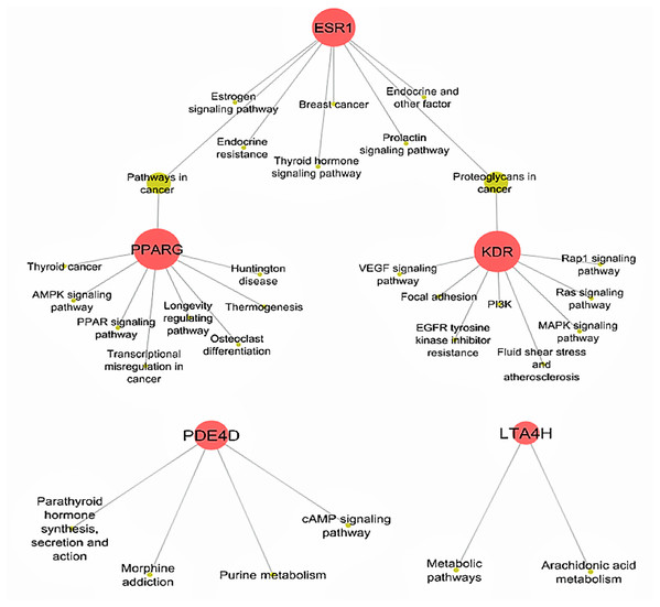 Biological KEGG pathways involved in ESR1, KDR, LTA4H, PDE4D and PPARG.
