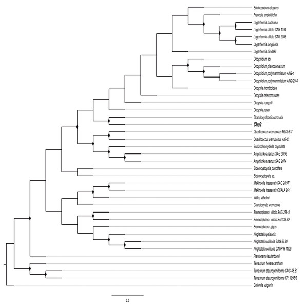 Phylogenetic tree of Oocystaceae family based on the rbcL gene.