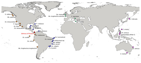 Localities of the specimens used in this study to estimate phylogenetic relationships and divergence times among octopods species.