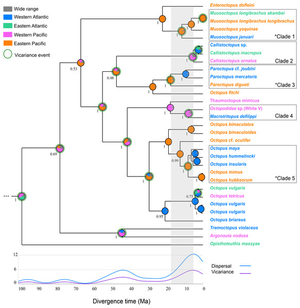 Integrated Bayesian phylogenetic tree and reconstruction of ancestral state.