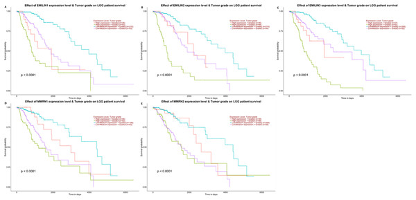 The effect of EMILIN/Multimerins expression level for the tumor grade on LGG patient survival.