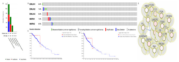 Alteration frequency of EMILIN/Multimerin family members and neighbor gene network in LGG (cBioPortal).