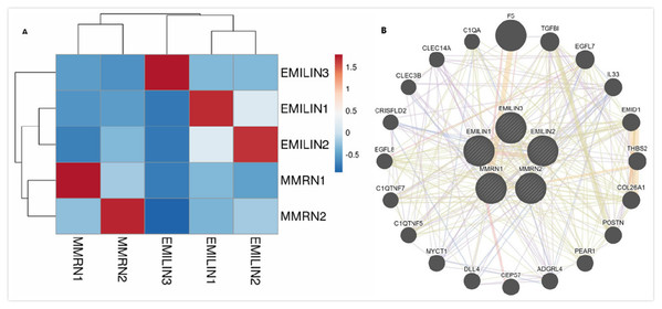 Co-expression and interaction analysis of EMILIN family members at the gene and protein levels in patients with LGG (cBioPortal and GeneMANIA).