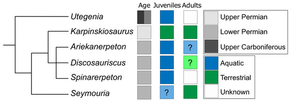 Conceptual phylogeny adapted from Klembara (2011), illustrating the distribution of aquatic and terrestrial taxa among seymouriamorphs.