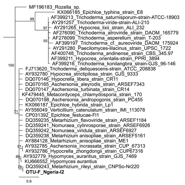 Neighbor-joining tree of fungus OTU detected in S. frugiperda sample (Ngeria-l2; in bold) and GenBank accessions of small subunit ribosomal RNA gene sequences from related fungi.