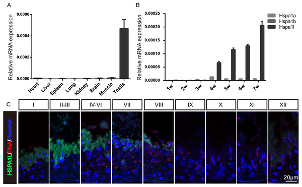 Expression of Hspa1l in mouse.