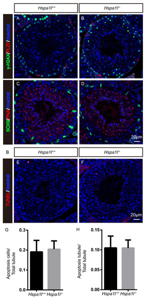 Immunofluorescence and apoptosis analysis of Hspa1l+∕+ and Hspa1l−∕− testes.