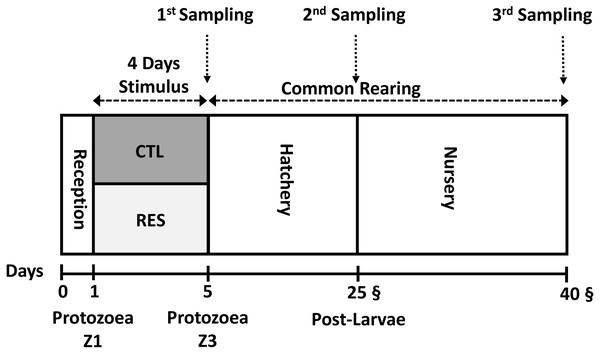 Experimental overview of the experimental design from the early nutritional stimulus at the protozoea stage up to the juvenile stage.