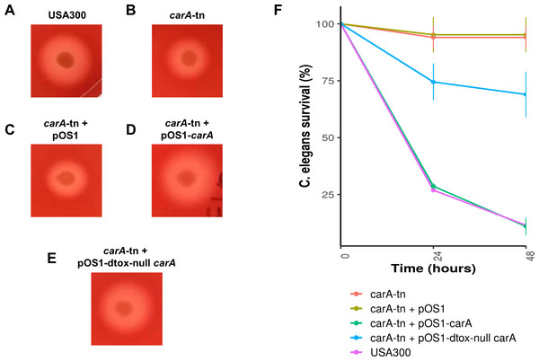 Impact of carA on hemolysis and virulence of S. aureus in C. elegans.