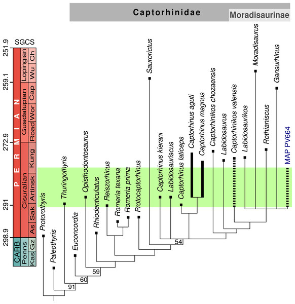 Stratigraphically-calibrated strict consensus cladogram showing the relationships of MAP PV664.