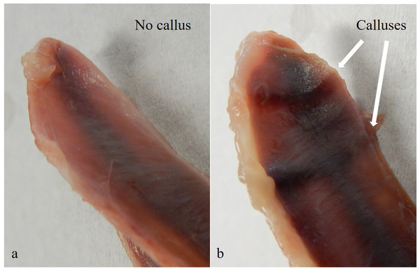 Calluses on the dorsal surface of keel bones.