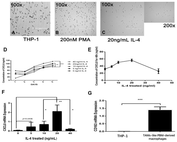 IL-4-induced TAM-like PBM-derived macrophages can secrete CXCL8.