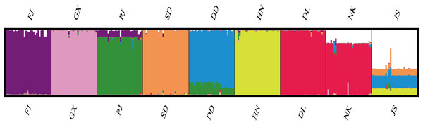 Genetic structure of 270 samples based on a mixed mode (cluster 1 purple is mainly FJ, cluster 2 pink is mainly GX, cluster 3 green is mainly PJ, cluster 4 orange is mainly SD, cluster 5 blue is mainly DD, cluster 6 yellow is mainly HN, cluster 7 red is mainly DL and NK, cluster 8 white is mainly JS).