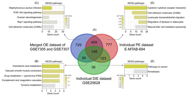 Intersection analysis and KEGG pathway enrichment analysis of common and specific DEGs among OE, PE, and DIE.