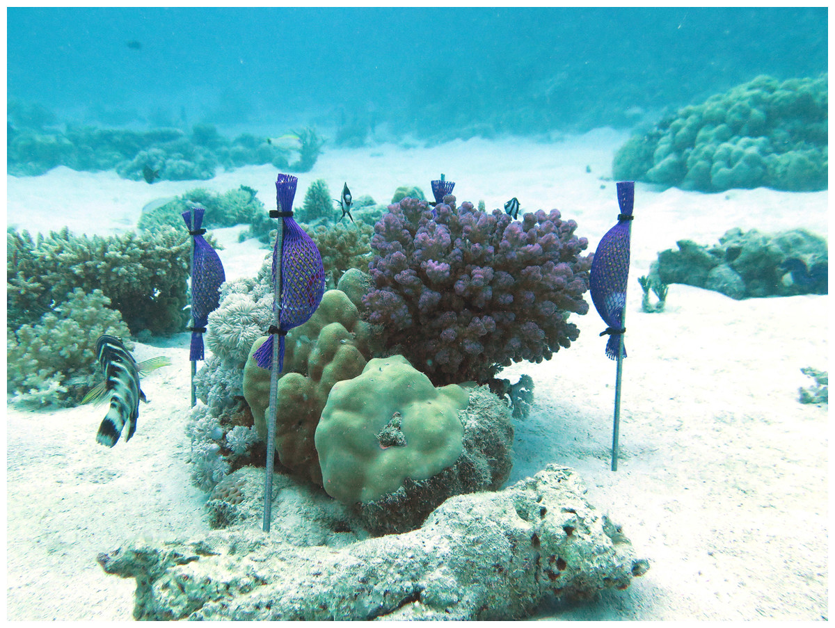 Frontiers  Coral Reef Ecosystems under Climate Change and Ocean  Acidification