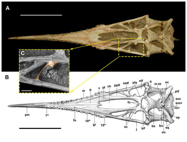 The palate of Dsungaripterus weii (IVPP V 4063) in ventral view.