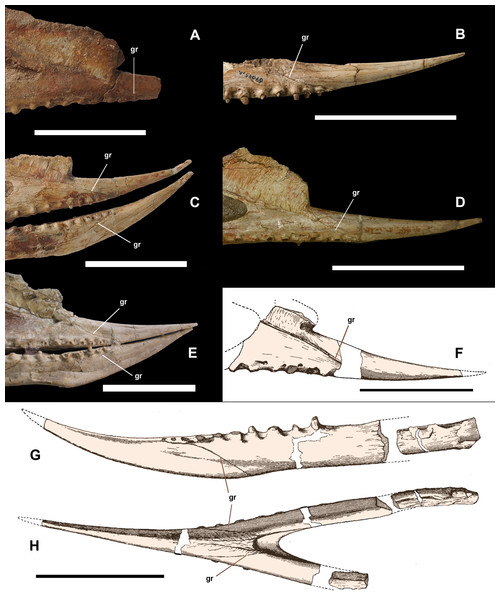Anterior part of upper and lower jaws of Dsungaripterus weii.