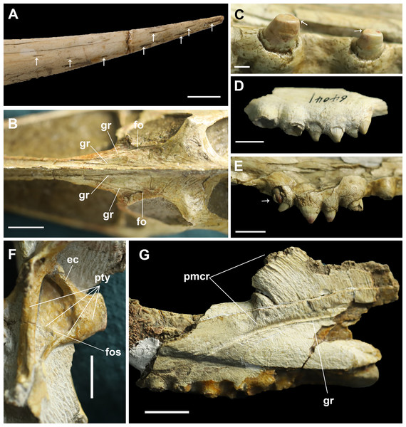 Details on the skull of Dsungaripterus.