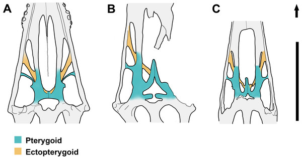 Line drawings of the posterior part of the palate in ventral view.